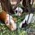 3 free male guinea pigs 1 thumbnail