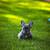 Blue French Bulldog Puppy 1 thumbnail