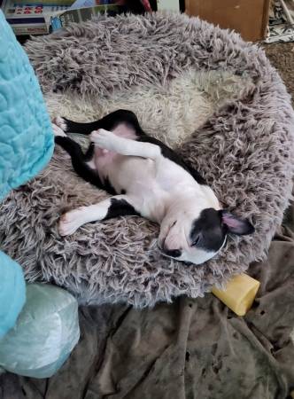 Boston terrier older pup Male (Goldsboro)63693721975427123
