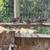 RINGNECK PHEASANT BOBWHITE QUAIL 3 thumbnail