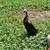 Runner Ducks 4 thumbnail