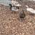Ducks 1 thumbnail