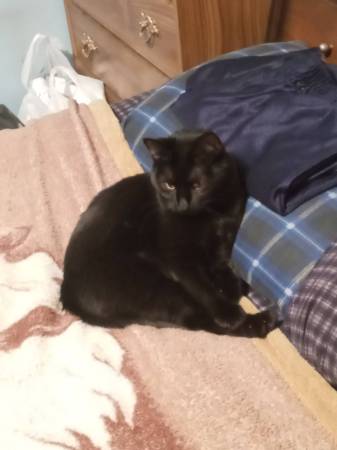 Black Cat Missing (75th and Garland)64288460545153124