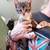 Kittens in Auburn 1 thumbnail