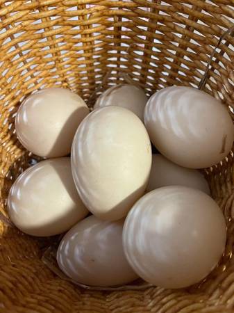 Duck Eggs (Unfertilized) for eating and baking only 1