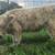 Highland heifer 2 thumbnail