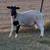 Dorper Sheep 1 thumbnail
