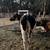 Holstein Heifer 2 thumbnail