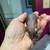 Mice 10 thumbnail