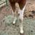 5/4/2022 Paint Stud Colt 11 thumbnail