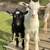 Milk Goats 4 thumbnail