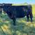 Bred cows 5 thumbnail
