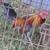 Gamefowl 1 thumbnail