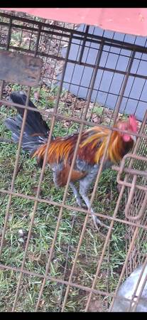 Gamefowl 1