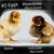 Chicken Hatching Eggs - Lay Large Brown Eggs 5 thumbnail