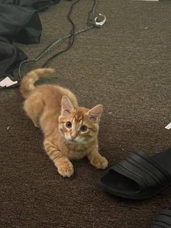 Sweet Tabby Kitten63429184909827120