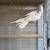 COCKATIELS 1 thumbnail