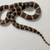 Male California King Snake 1 thumbnail