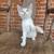 Kittens 4 thumbnail