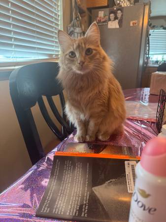 Orange Cat63862434834561122