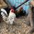 Serama chicks! 2 thumbnail