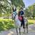 Tennessee Walker well trained 3 thumbnail