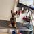 Dog Grooming 10 thumbnail