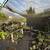 Elemental Plants Nursery Business for Sale. 20+ years serving the comm 2 thumbnail