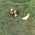 28 Muscovy Ducklings For Sale 4 thumbnail