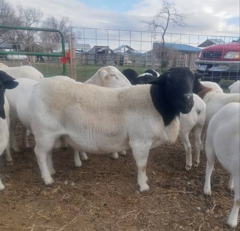 Registered Dorper Ram 1