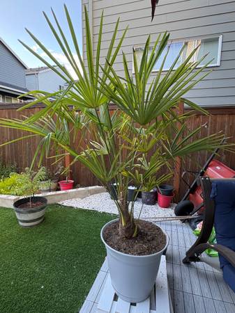 Windmill Palm - farm & garden - by owner - sale - craigslist