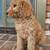 Labradoodle 2 thumbnail