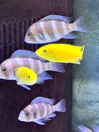 Fish, red frontosa 1