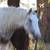 2024 Rare Smokey SilverPintaloosa Gypsy Vanner 4 thumbnail