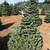 3’-5’ #2 grade Noble / Nordmann Fir Christmas trees 2 thumbnail