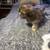 Male Imperial ShihTzu puppy 2 thumbnail