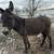Donkey (Jack) 1 thumbnail
