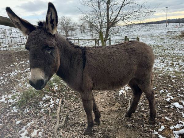 Donkey (Jack) 1