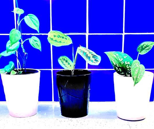 Three Unique Houseplants in Ceramic Pots 1