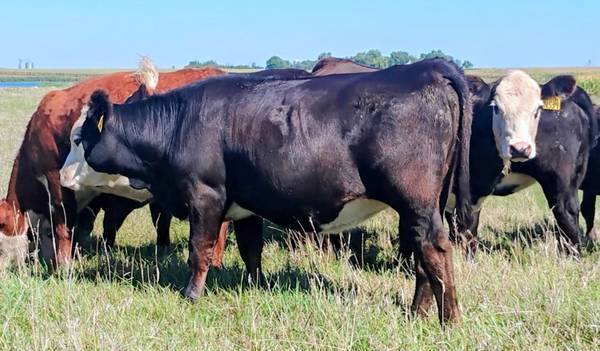 Private Treaty Heifers 1