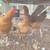 Chicken 3 thumbnail