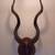 Real Greater Kudu Antelope trophy horns taxidermy 1 thumbnail