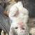 Kittens to a loving home 1 thumbnail