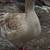 4 Buff Geese 2 thumbnail