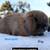 Baby dwarf lop bunnies, bunny, rabbits 23 thumbnail