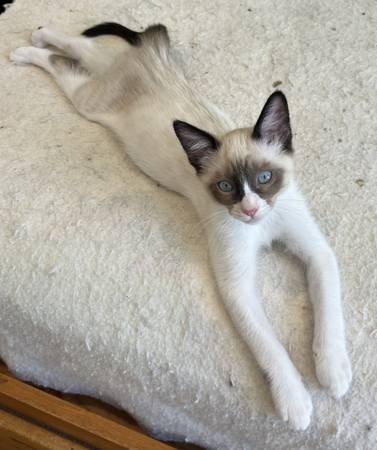 Gatitos dulces disponibles para adoptar (fecha de nacimiento es 18/06/25) (san mateo)63836591396865124
