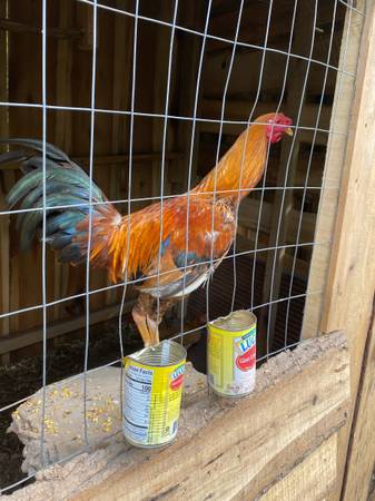 gallo Shamo - $80 (jacksonville)63440275966851120