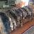 Fox, bobcat, coyote, & raccoon furs 2 thumbnail