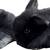 Holland lop  bunny rabbits 3 thumbnail