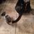 Free Kittens 8 thumbnail